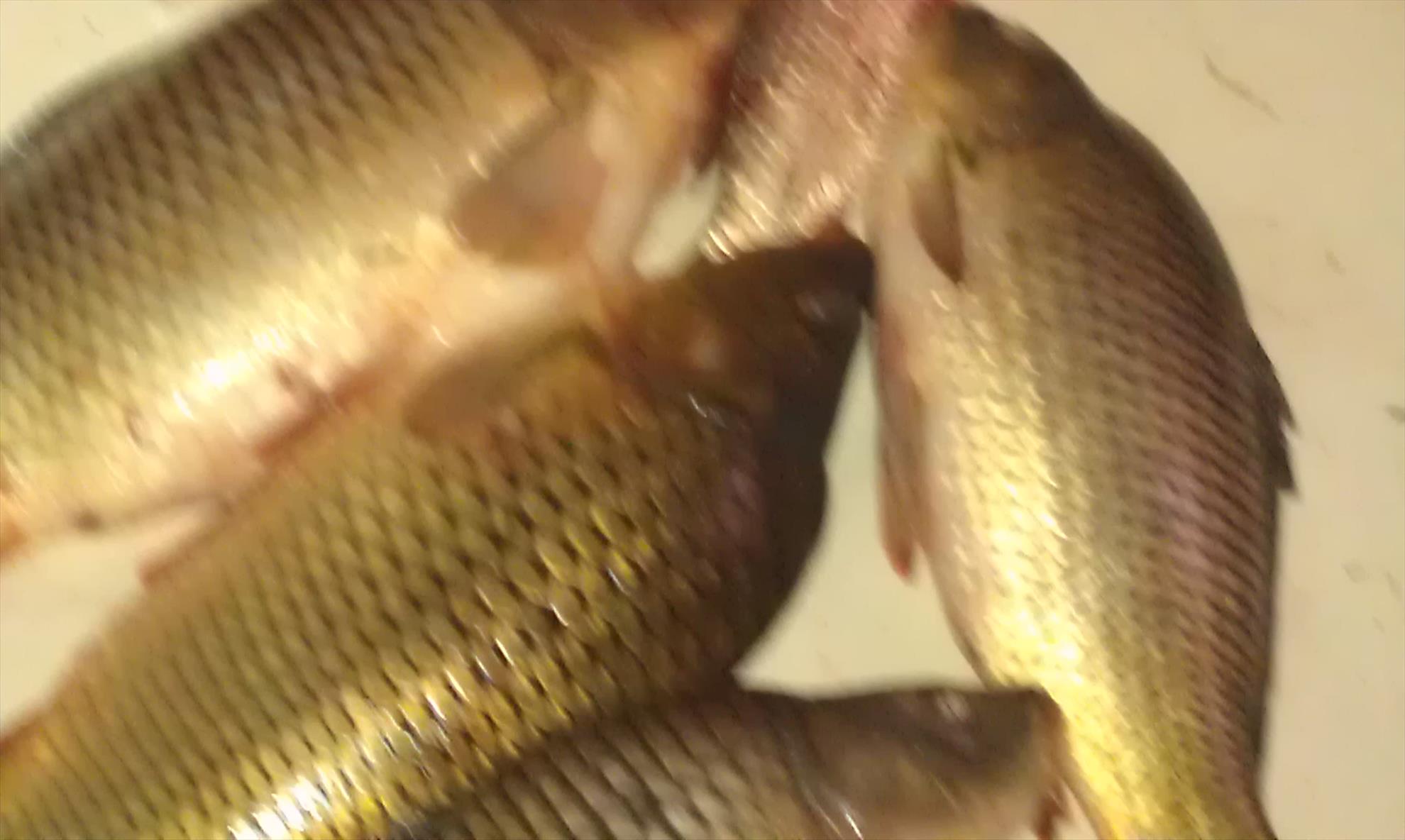 pescut la crap - imag0075.jpg